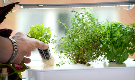 Zawieszenie Do Lamp LED Z Przyssawkami – 40 cm Nelson Garden