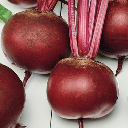 Burak Ćwikłowy 'Pablo' F1 – Kiepenkerl