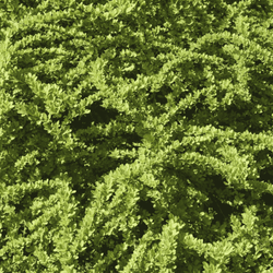 Berberys Thunberga 'Green Carpet' – sadzonka w doniczce C2 – Botana