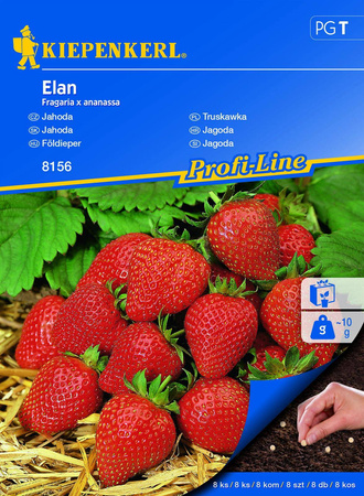 Truskawka 'Elan' F1– Zwisajaca – Kiepenkerl