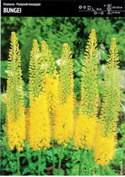 Pustynnik Himalajski 'Bungei' – 3 szt.