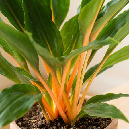 Zielistka (Chlorophytum orchidastrum 'Green Orange') – sadzonka rozmiar M