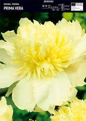 Paeonia - Piwonia Prima Vera