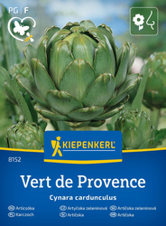 Karczoch 'Vert de Provence' – Wieloletni – Kiepenkerl