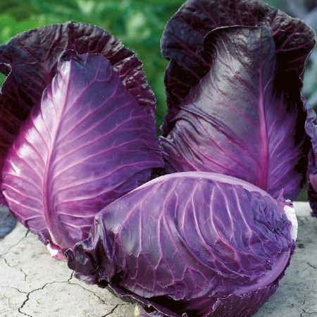 Kapusta Czerwona 'Kalibos' – Szpiczasta – Kiepenkerl