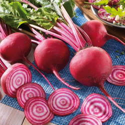 Burak Ćwikłowy 'Chioggia' – Odporny – Kiepenkerl