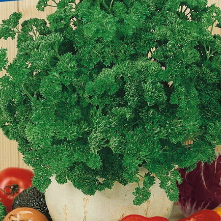 Pietruszka Naciowa 'Afrodite' – Kiepenkerl