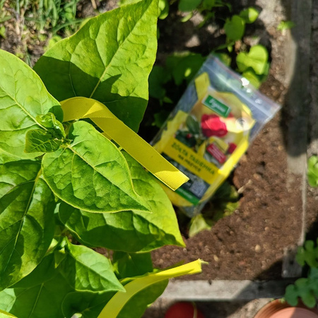 Żółte tasiemki na mszyce – 20 szt. Vegano