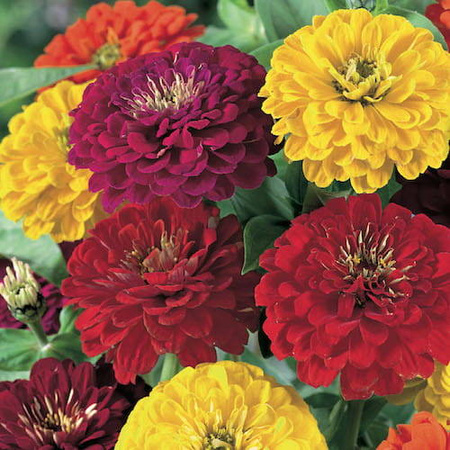 Cynia 'Espana' – Mix – Kiepenkerl