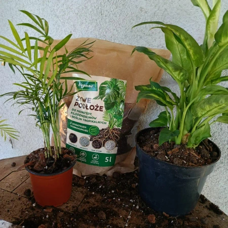 Żywe podłoże do monstery, filodendronów i roślin tropikalnych z dodatkiem Wermihumusu Vegano - 10 l (2 x 5 l)
