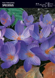 Krokus Jesienny 'Speciosus' – 30 szt.