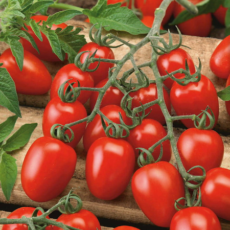 Pomidor 'Dolcetto' – Cherry – Kiepenkerl