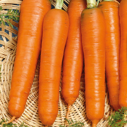 Marchew 'Lange Rote Stumple Ohne Herz' – Do Przechowywania –Kiepenkerl