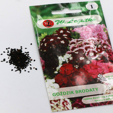 Goździk Brodaty – Mix Kolorów – Legutko