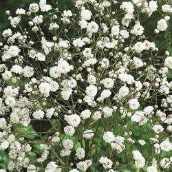 Gipsówka biała – Łyszczec – Kiepenkerl