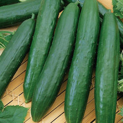 Ogórek Gruntowy 'Gergana' – Kiepenkerl