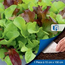 Sałata siewna Fitness Mix nasiona na taśmie – Kiepenkerl