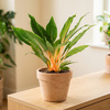 Zielistka (Chlorophytum orchidastrum 'Green Orange') – sadzonka rozmiar M