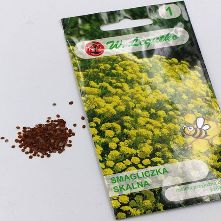 Smagliczka Skalna – Legutko