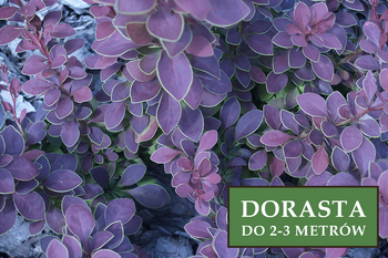 Berberys Thunberga 'Golden Ring' – Sadzonka 30 cm