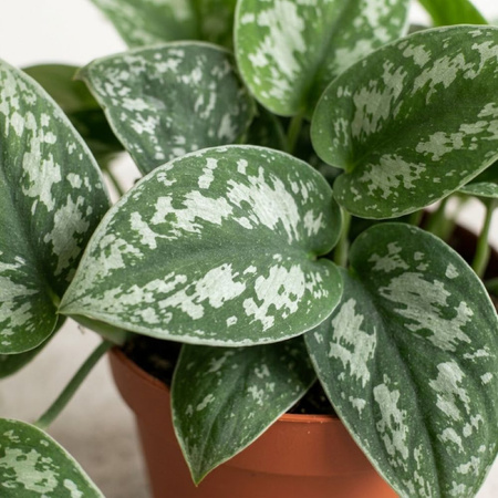 Scindapsus pstry (Scindapsus pictus 'Trebie') – sadzonka rozmiar M