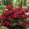 Azalia japońska Maruschka (Azalea Japonica Maruschka) – sadzonka w doniczce C2 – Botana