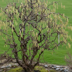 Leszczyna Pospolita Contorta (Corylus Avellana Contorta) – sadzonka w doniczce C5 – Botana