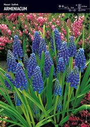 Muscari – Szafirek Armeński 'Armeniacum' – 30 szt.