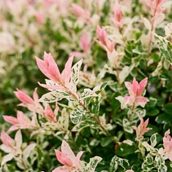 Wierzba całolistna Hakuro-nishiki (Salix Integra Hakuro-nishiki) – sadzonka w doniczce C2 – Botana