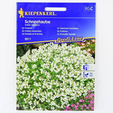 Gęsiówka Kaukaska 'Schneehaube' – Biała – Kiepenkerl