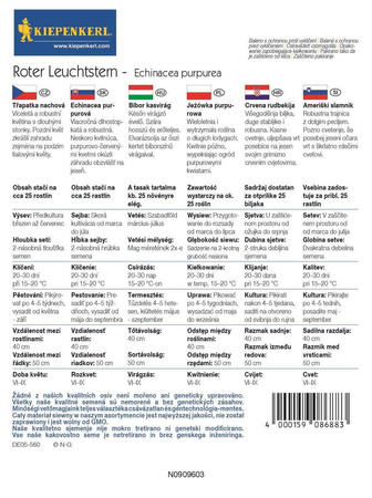 Jeżówka 'Roter Leuchtstern' – Purpurowa – Kiepenkerl