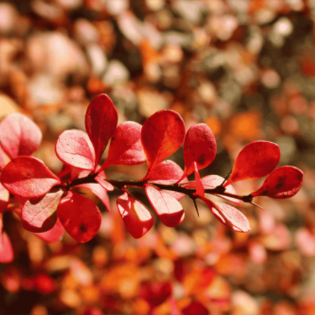 Berberys Thunberga 'Red Rocket' – Sadzonka 40 cm