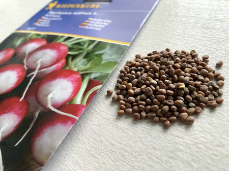 Rzodkiewka 'Poloneza' – Biały Czubek – Kiepenkerl