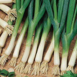 Czosnek Dęty 'Kaigaro' – Kiepenkerl