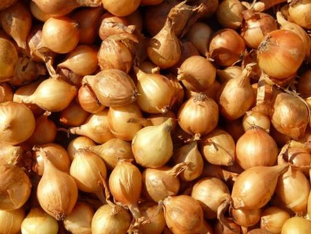 Cebula Szalotka 'Golden Gourment' – Dymka 250 g