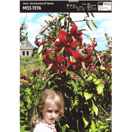 Lilia drzewiasta Miss Feya 1 szt.