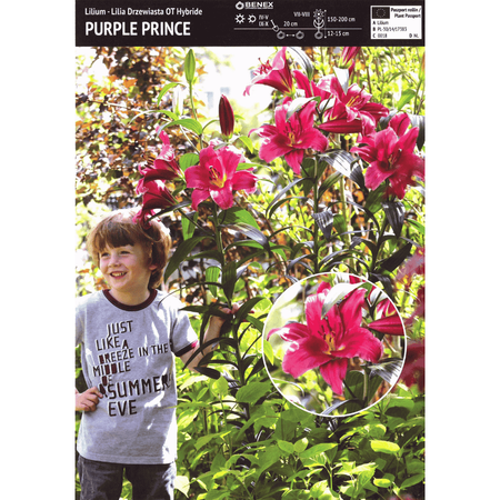 Lilia drzewiasta Purple Prince 1 szt.