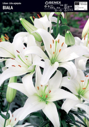 Lilia Azjatycka Biała 1 szt.
