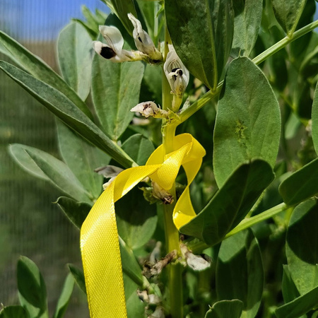 Żółte tasiemki na mszyce – 20 szt. Vegano