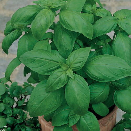 Bazylia 'Genoveser' – Kiepenkerl