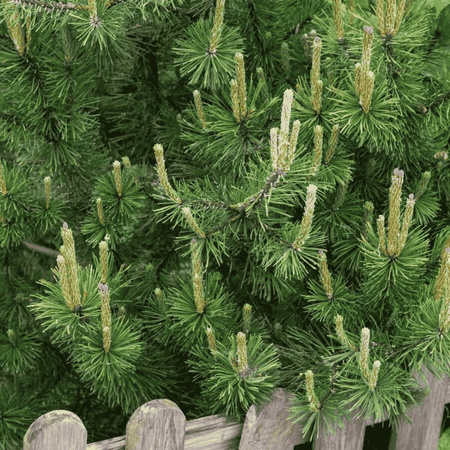 Sosna Górska Kosodrzewina 'Mughus' – Sadzonka 35 cm