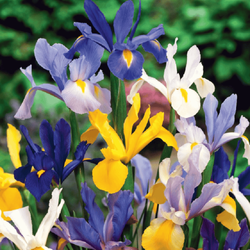 Kosiaciec Holenderski mix 10 szt.