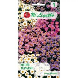 Aster Alpejski – Mix Kolorów – Legutko
