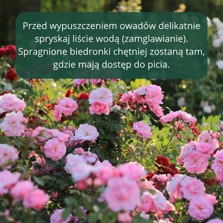 Mszyca Stoper – 200 larw biedronki dwukropki – na 10 roślin lub 10 m²