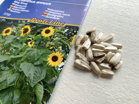 Słonecznik 'King Kong' – Gigant 4,5 m – Kiepenkerl