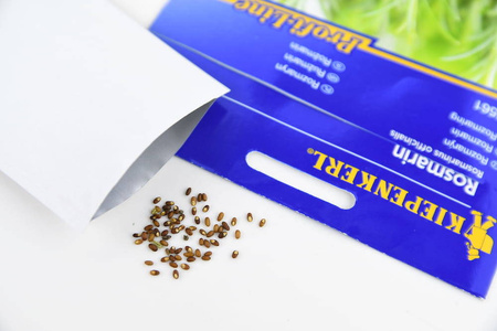 Rozmaryn Lekarski – Intensywny – Kiepenkerl