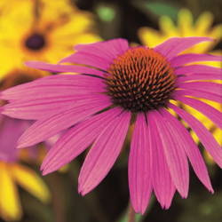 Jeżówka 'Roter Leuchtstern' – Purpurowa – Kiepenkerl