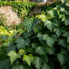 Bluszcz Irlandzki (Hedera Hibernica) – sadzonka w odniczce C1,5 – Botana