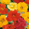 Nasturcja 'Tip Top' – Mix Nasion – Kiepenkerl