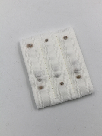 Burak Ćwikłowy 'Opolski' – Na Taśmie – 6 m Legutko